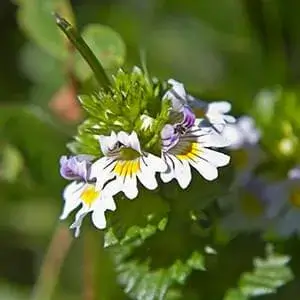 Eyebright