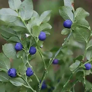 Bilberry Extract